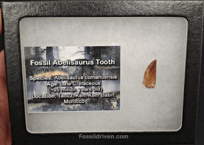 0.68" Fossil Abelisaurid Theropod Tooth – Real Dinosaur Tooth - Fossil Driven