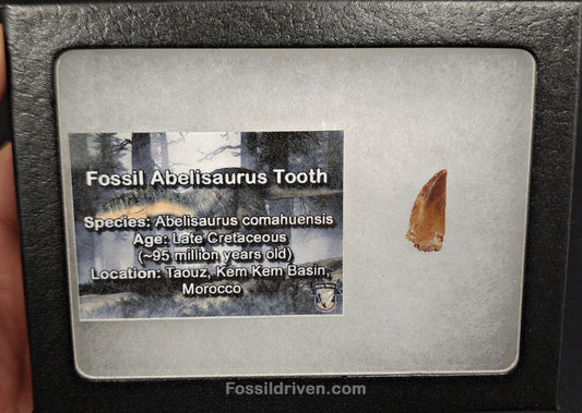 0.68" Fossil Abelisaurid Theropod Tooth – Real Dinosaur Tooth - Fossil Driven