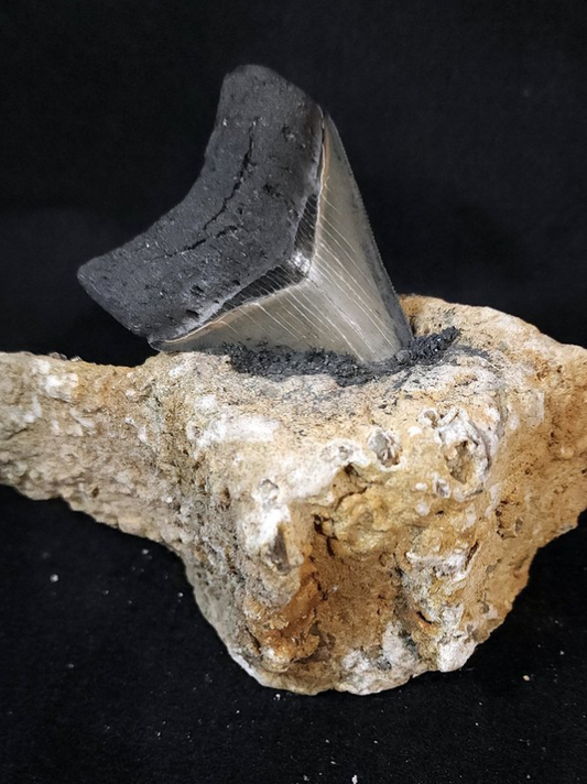 Fossil Megalodon Tooth Display Piece