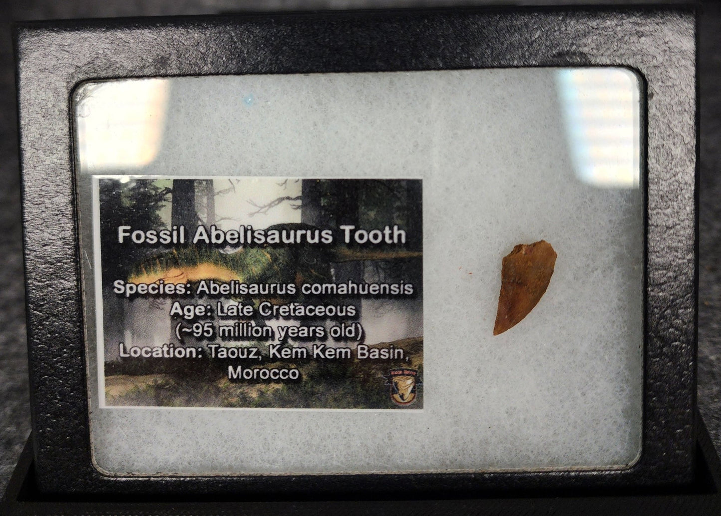 0.70" Fossil Abelisaurid Theropod Tooth – Real Dinosaur Tooth - Fossil Driven