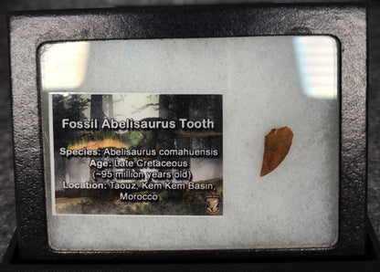 0.70" Fossil Abelisaurid Theropod Tooth – Real Dinosaur Tooth - Fossil Driven