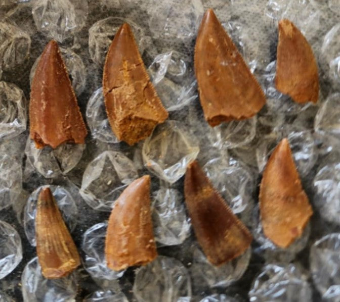 Fossil Abelisaurus Teeth