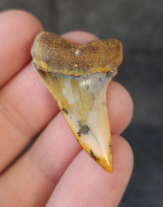Front view of a 1.53-inch fossilized Planus Mako shark tooth from Bakersfield, California, showcasing smooth enamel and distinctive hooked tip.