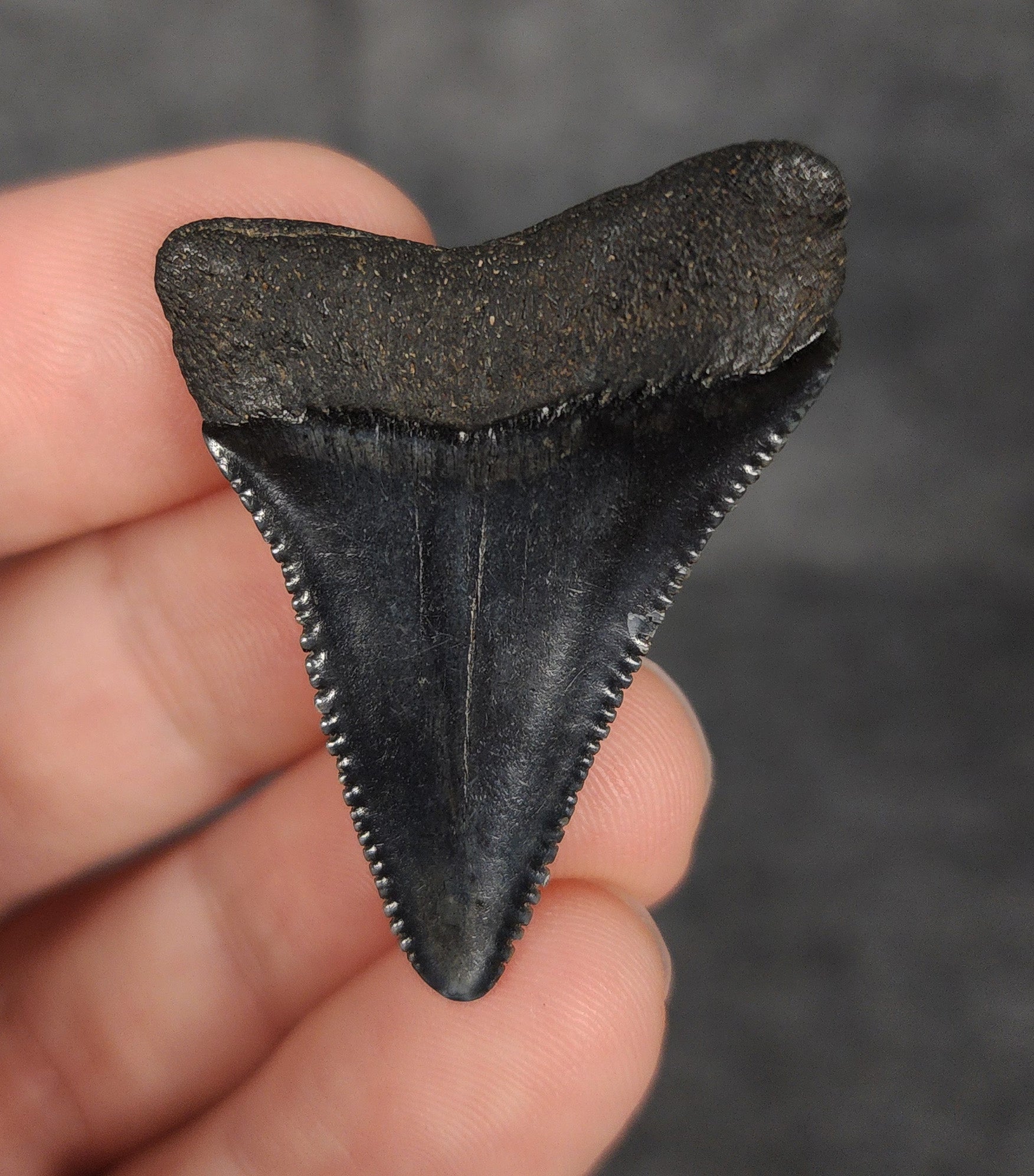 Rear view of a 1.61-inch fossil Great White shark tooth from Beaufort, South Carolina, highlighting the intact root structure and natural coloration.