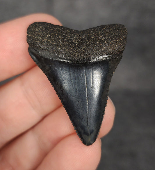 Front view of a 1.61-inch fossilized Great White shark tooth from Beaufort, South Carolina, showcasing sharp serrations and well-preserved enamel.