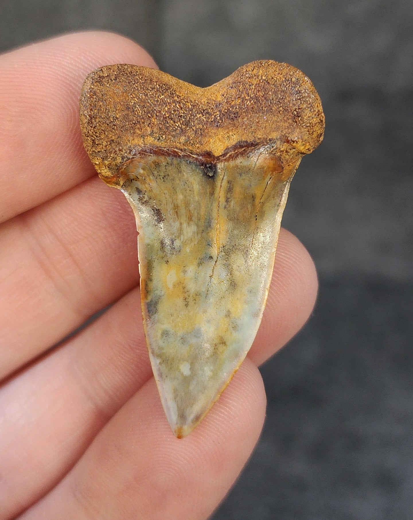 Rear view of a 1.62-inch fossil Planus Mako shark tooth from Bakersfield, California, highlighting the intact root structure and natural coloration.