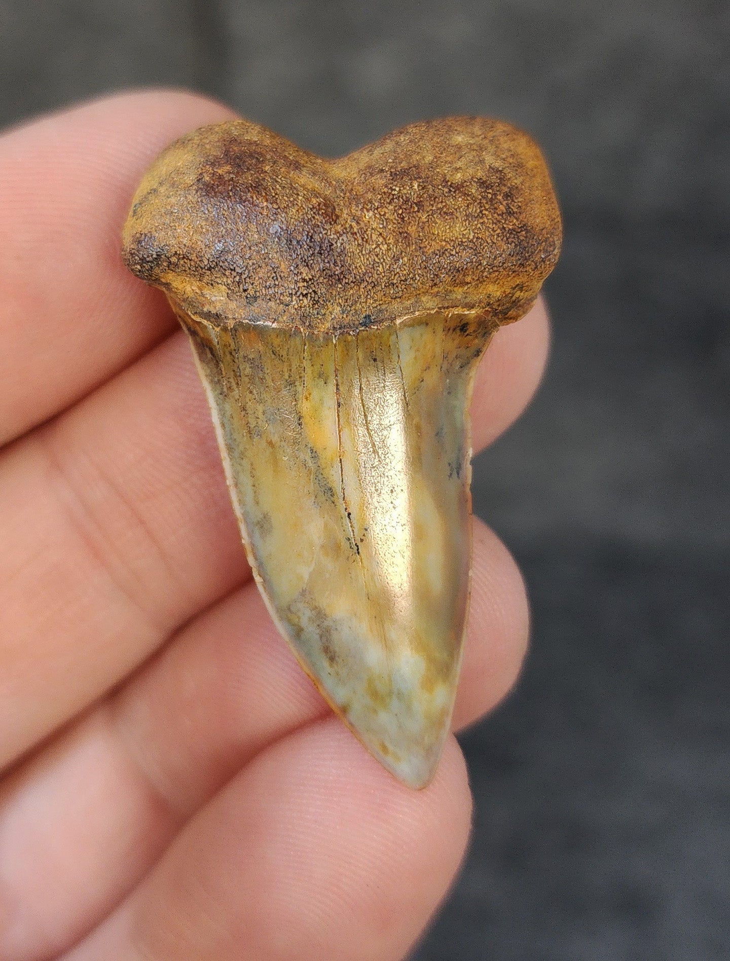 Front view of a 1.62-inch fossilized Planus Mako shark tooth from Bakersfield, California, showcasing smooth enamel and distinctive hooked tip.