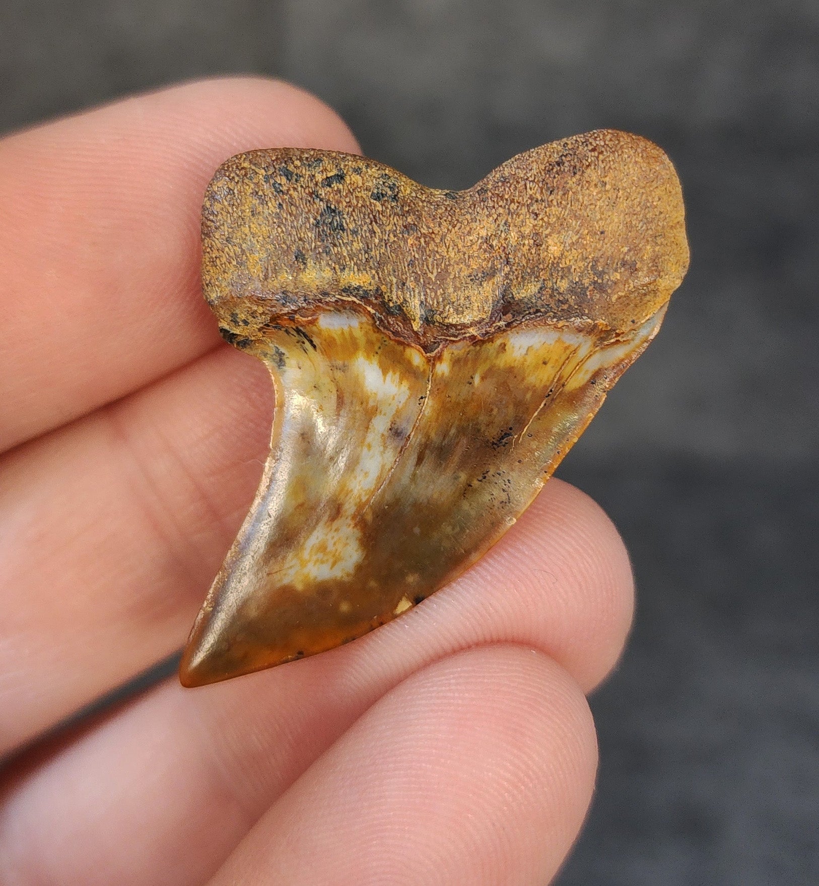 Rear view of a 1.64-inch fossil Planus Mako shark tooth from Bakersfield, California, highlighting the intact root structure and natural coloration.