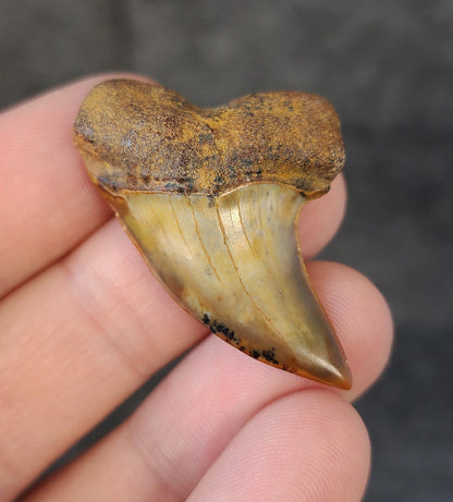 Front view of a 1.64-inch fossilized Planus Mako shark tooth from Bakersfield, California, showcasing smooth enamel and distinctive hooked tip.