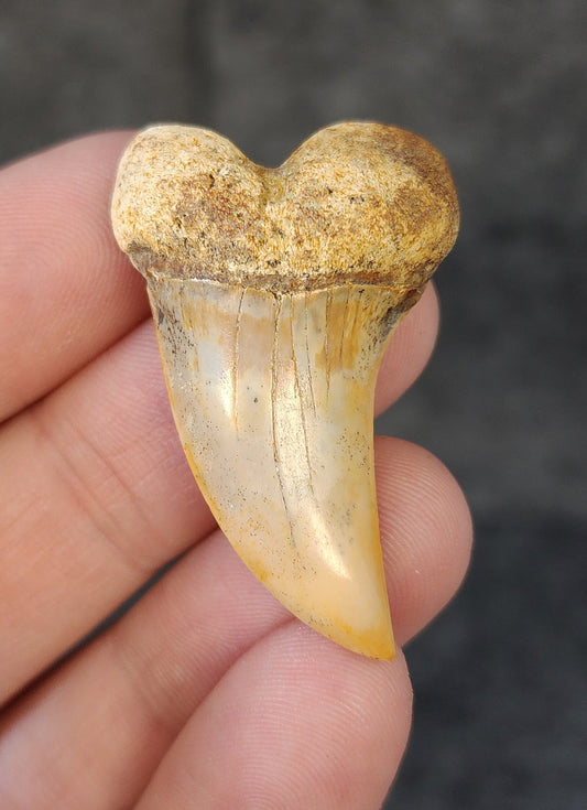 Front view of a 1.69-inch fossilized Planus Mako shark tooth from Bakersfield, California, showcasing smooth enamel and distinctive hooked tip characteristic of Isurus planus.