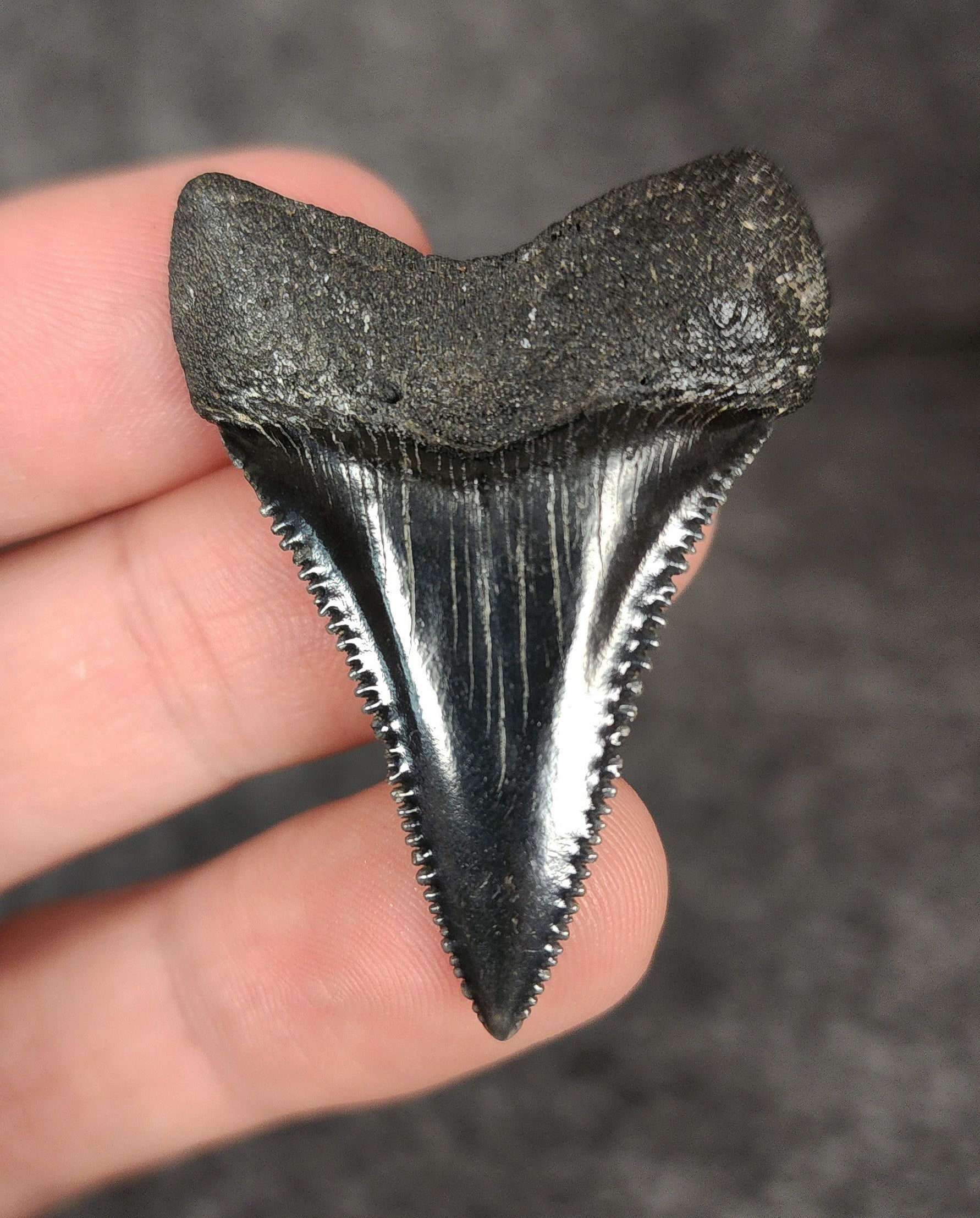 Rear view of a 1.74-inch fossil Great White shark tooth from Beaufort, South Carolina, highlighting the intact root structure and natural coloration.