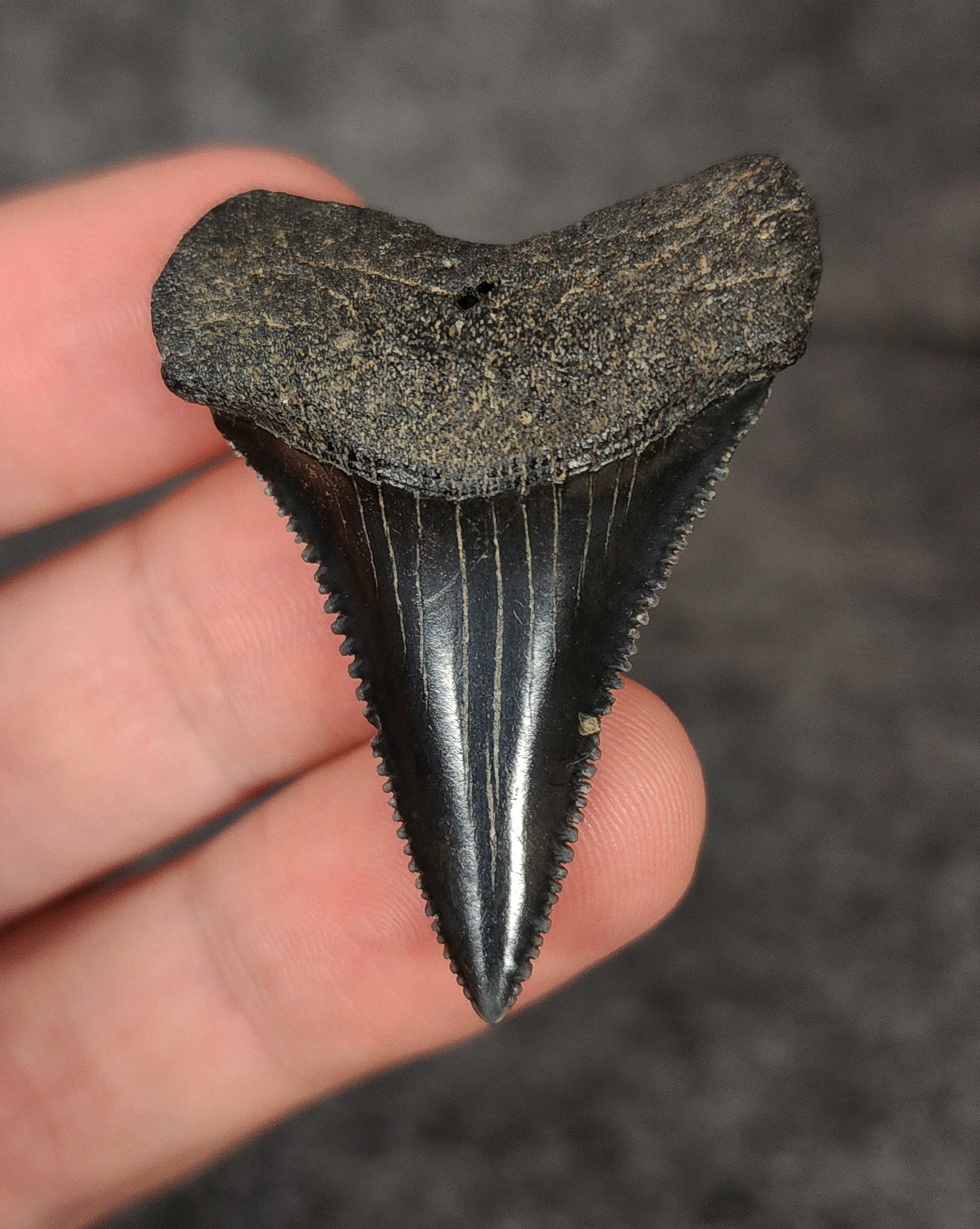 Front view of a 1.74-inch fossilized Great White shark tooth from Beaufort, South Carolina, showcasing sharp serrations and well-preserved enamel.