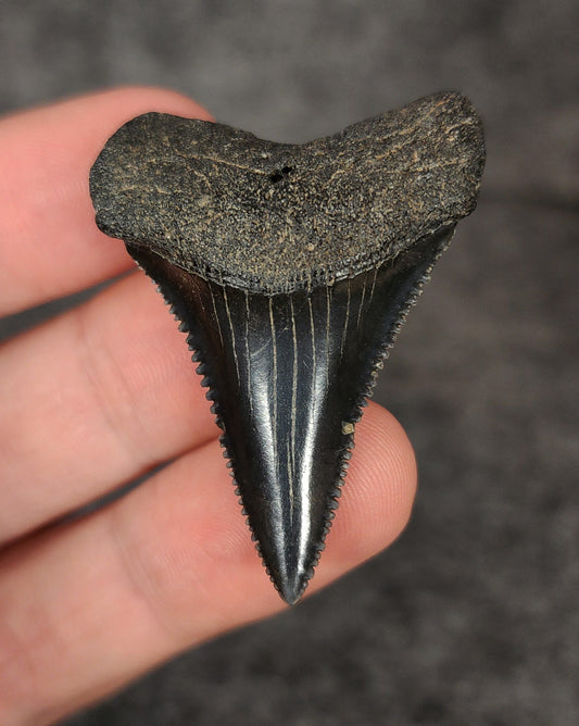 Front view of a 1.74-inch fossilized Great White shark tooth from Beaufort, South Carolina, showcasing sharp serrations and well-preserved enamel.