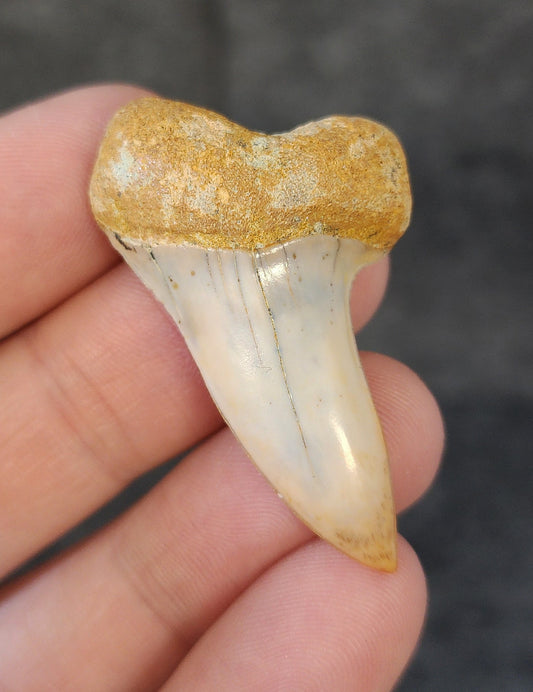 Front view of a 1.77-inch fossilized Planus Mako shark tooth from Bakersfield, California, showcasing smooth enamel and distinctive hooked tip characteristic of Isurus planus.