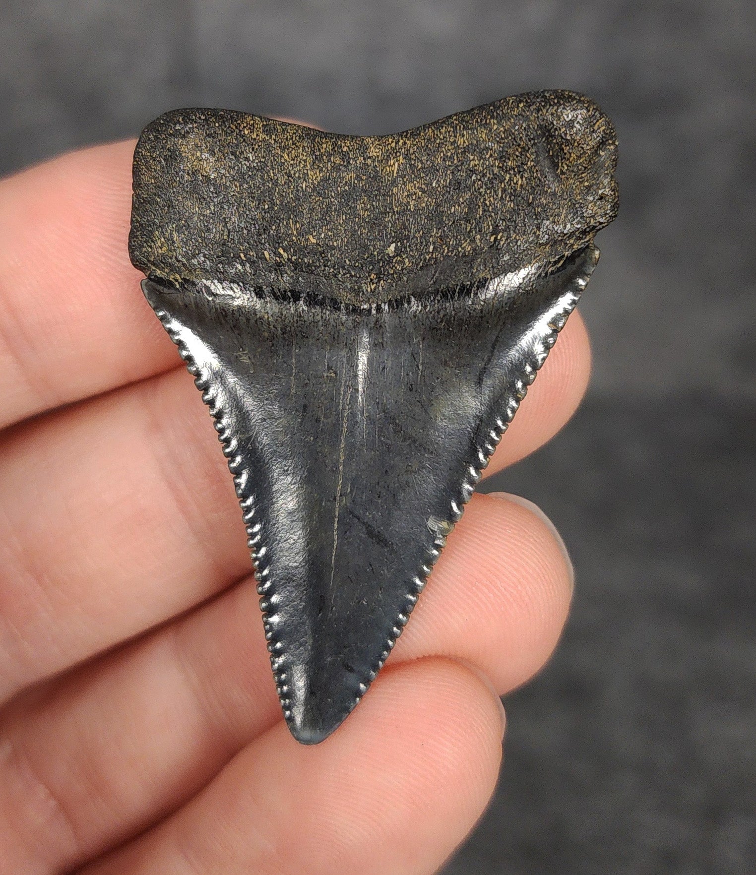 Rear view of a 1.83-inch fossil Great White shark tooth from South Carolina, highlighting the intact root structure and natural coloration.