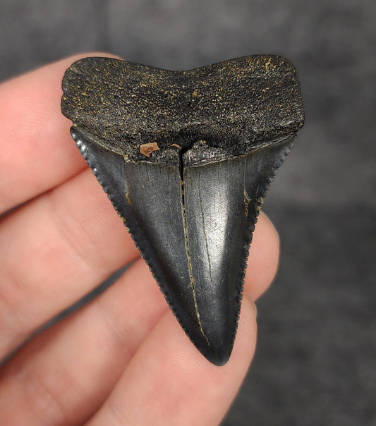 Front view of a 1.83-inch fossilized Great White shark tooth from South Carolina, showcasing sharp serrations and well-preserved enamel.