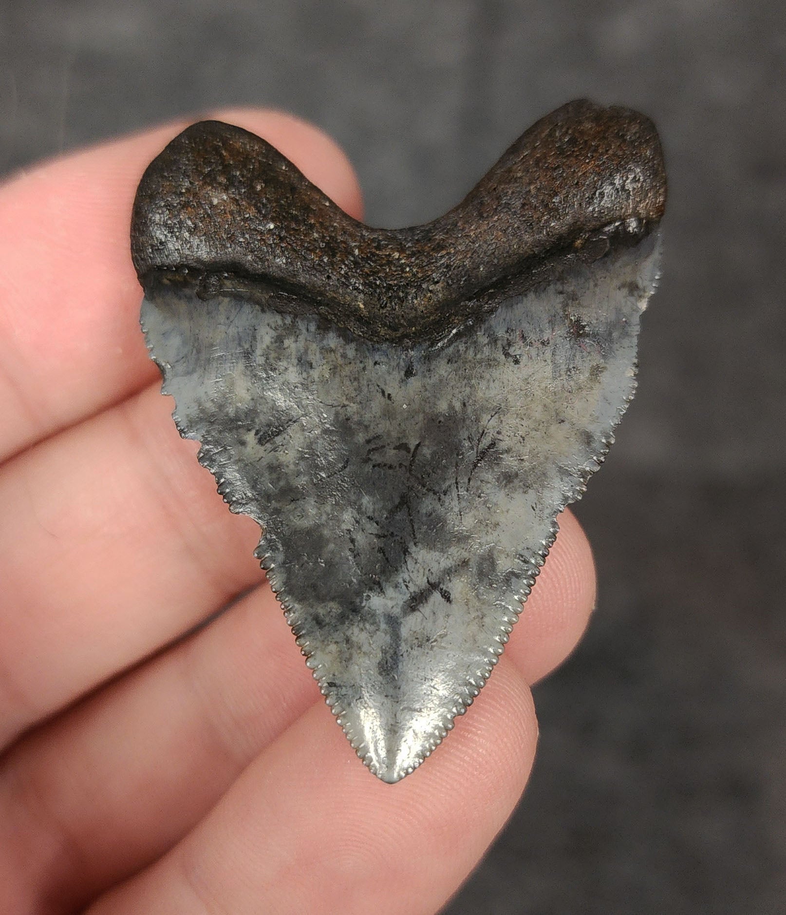 Back view of 1.84-inch Hubbell Megalodon tooth fossil, highlighting the root structure and enamel preservation.