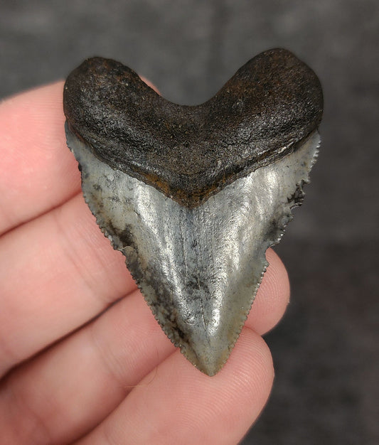 Front view of 1.84-inch authentic Hubbell Megalodon tooth fossil from Venice, Florida, showcasing natural enamel and robust root.