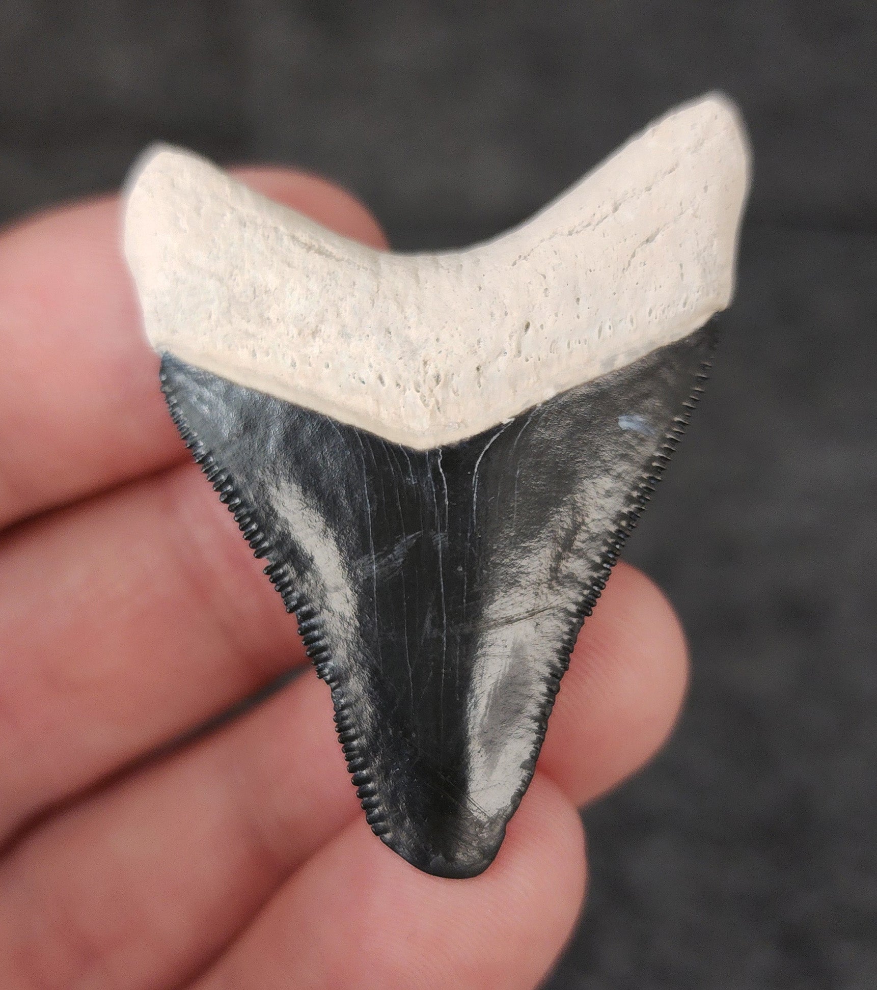 Back view of 1.84-inch Megalodon tooth fossil, highlighting the root structure and enamel preservation.