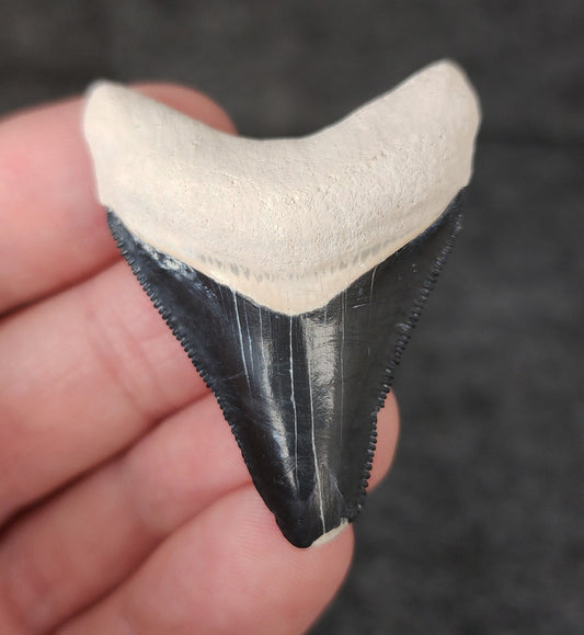 Front view of 1.84-inch authentic Megalodon tooth fossil from Bone Valley, Florida, showcasing natural enamel and robust root.