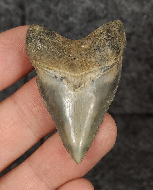 Front view of 1.85-inch authentic Megalodon tooth fossil from Golden Beach, Florida, showcasing glossy bluish-grey enamel and golden blonde root.