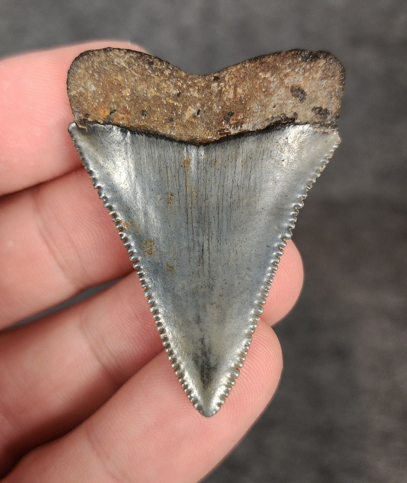 Rear view of a 1.87-inch fossil Great White shark tooth from Beaufort, South Carolina, highlighting the intact root structure and natural coloration.