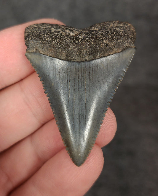 Front view of a 1.87-inch fossilized Great White shark tooth from Beaufort, South Carolina, showcasing sharp serrations and well-preserved enamel.