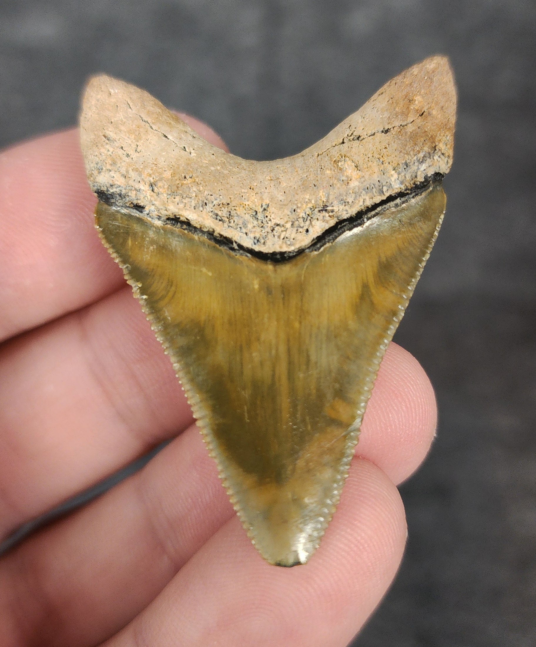 Back view highlighting the robust root structure of 1.88-inch Megalodon tooth fossil from Bone Valley, Florida.
