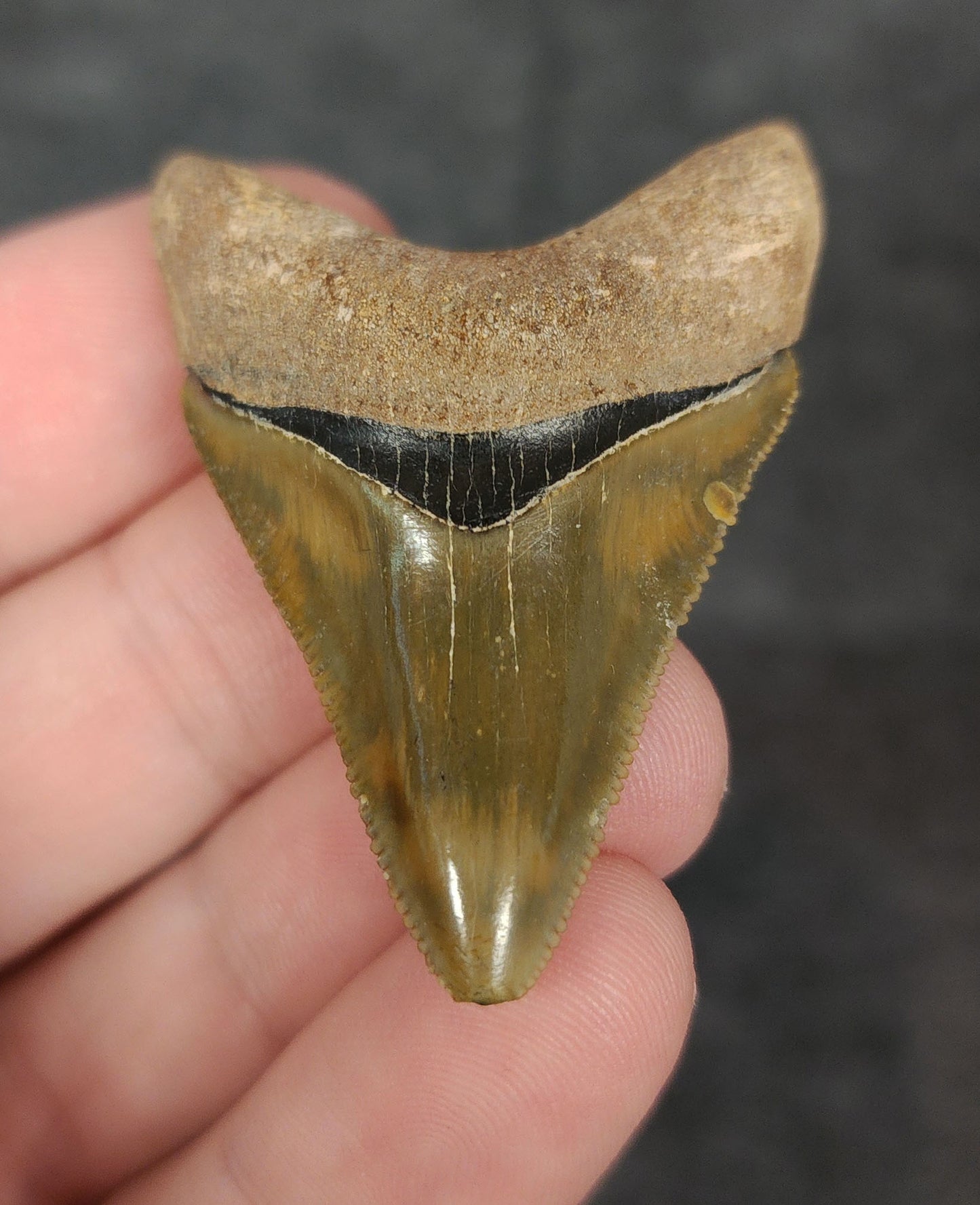 Front view of 1.88-inch high-quality Megalodon tooth fossil from Bone Valley, Florida, showcasing glossy enamel and sharp serrations.