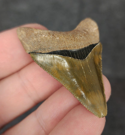 Left side profile of 1.88-inch Megalodon tooth from Bone Valley, Florida, displaying curvature and enamel preservation.