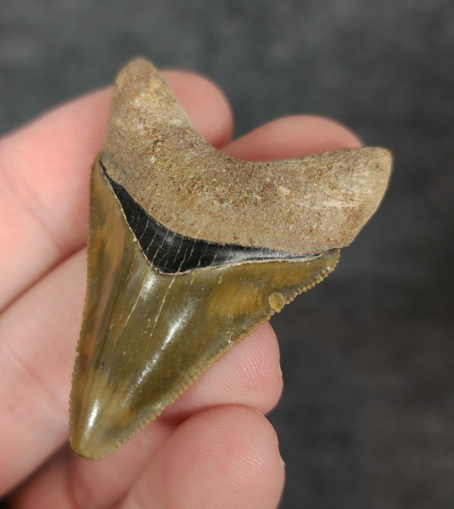 Right side view of 1.88-inch fossil Megalodon tooth, emphasizing natural serrations and blade shape.