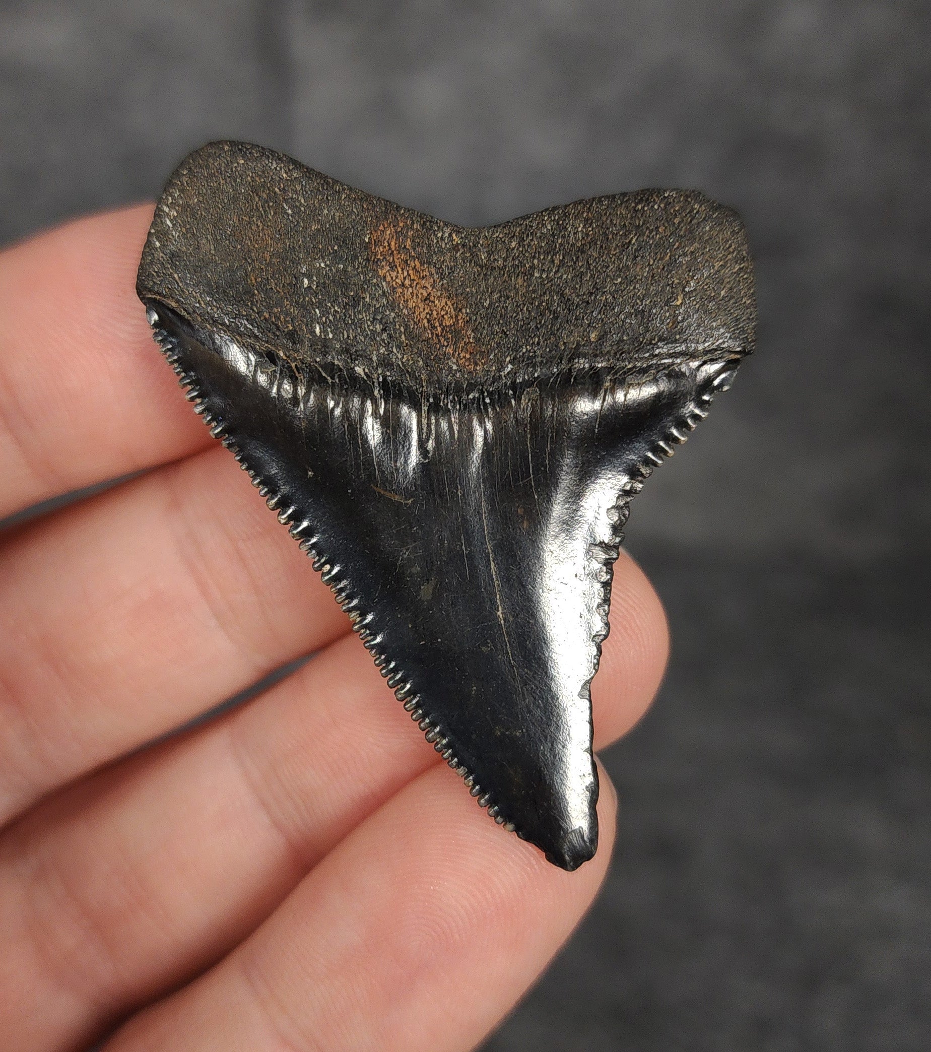 Rear view of a 1.97-inch fossil Great White shark tooth from Beaufort, South Carolina, highlighting the intact root structure and natural coloration.