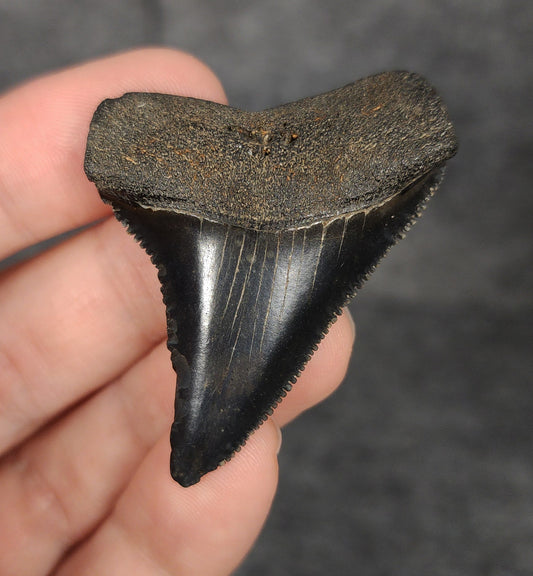 Front view of a 1.97-inch fossilized Great White shark tooth from Beaufort, South Carolina, showcasing sharp serrations and well-preserved enamel.