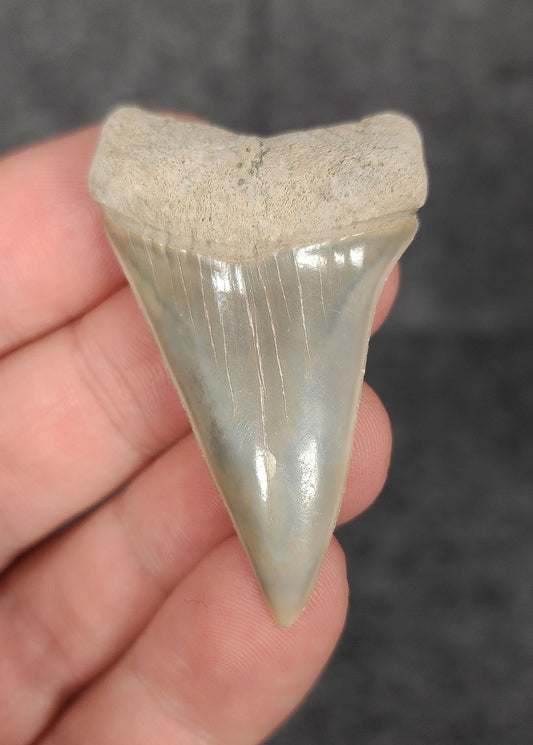 Front view of a 1.98-inch fossilized Mako shark tooth from Lee Creek, North Carolina, showcasing smooth enamel and broad blade characteristic of Isurus hastalis.