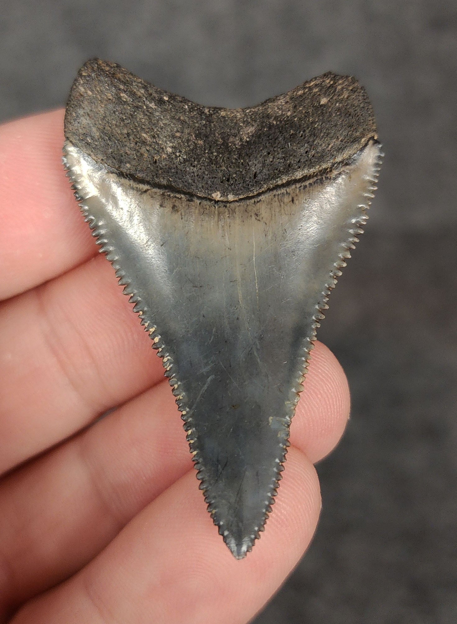 Rear view of a 1.99-inch fossil Great White shark tooth from Venice, Florida, highlighting the intact root structure and natural coloration.