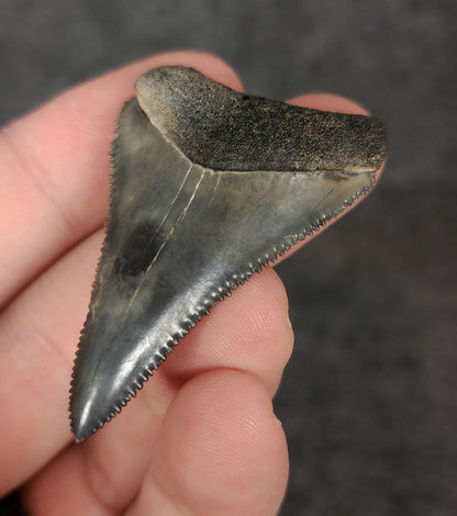 Display view of a 1.99-inch Great White shark tooth fossil from Venice, Florida, shown with measurement scale for size reference.