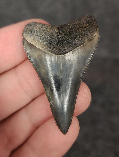 Front view of a 1.99-inch fossilized Great White shark tooth from Venice, Florida, showcasing sharp serrations and well-preserved enamel.