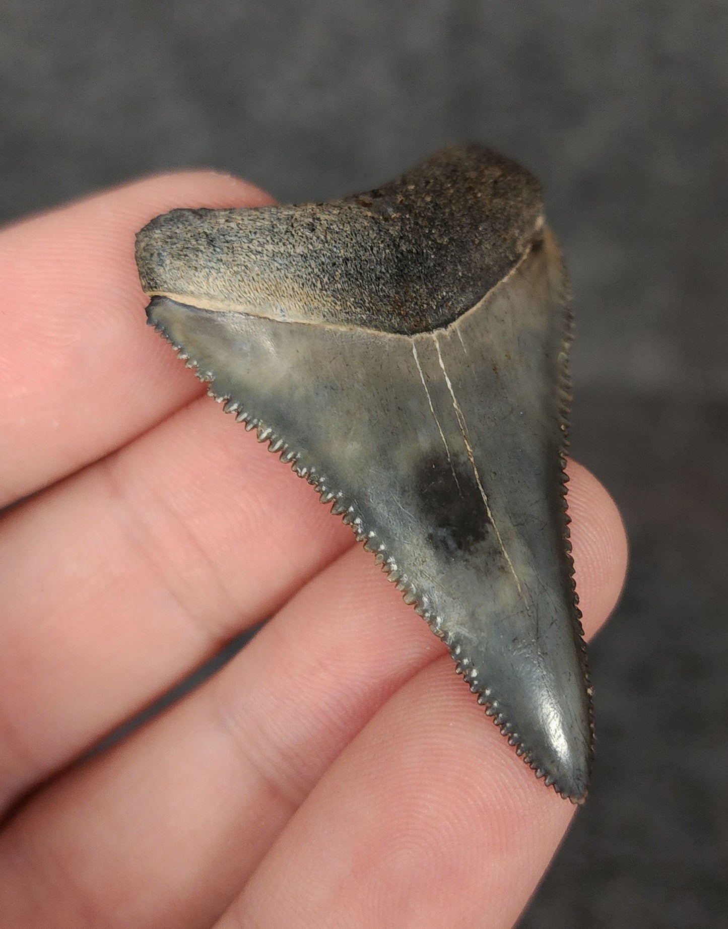 Side angle of a 1.99-inch fossilized Great White shark tooth from Venice, Florida, emphasizing the tooth's thickness and curvature.