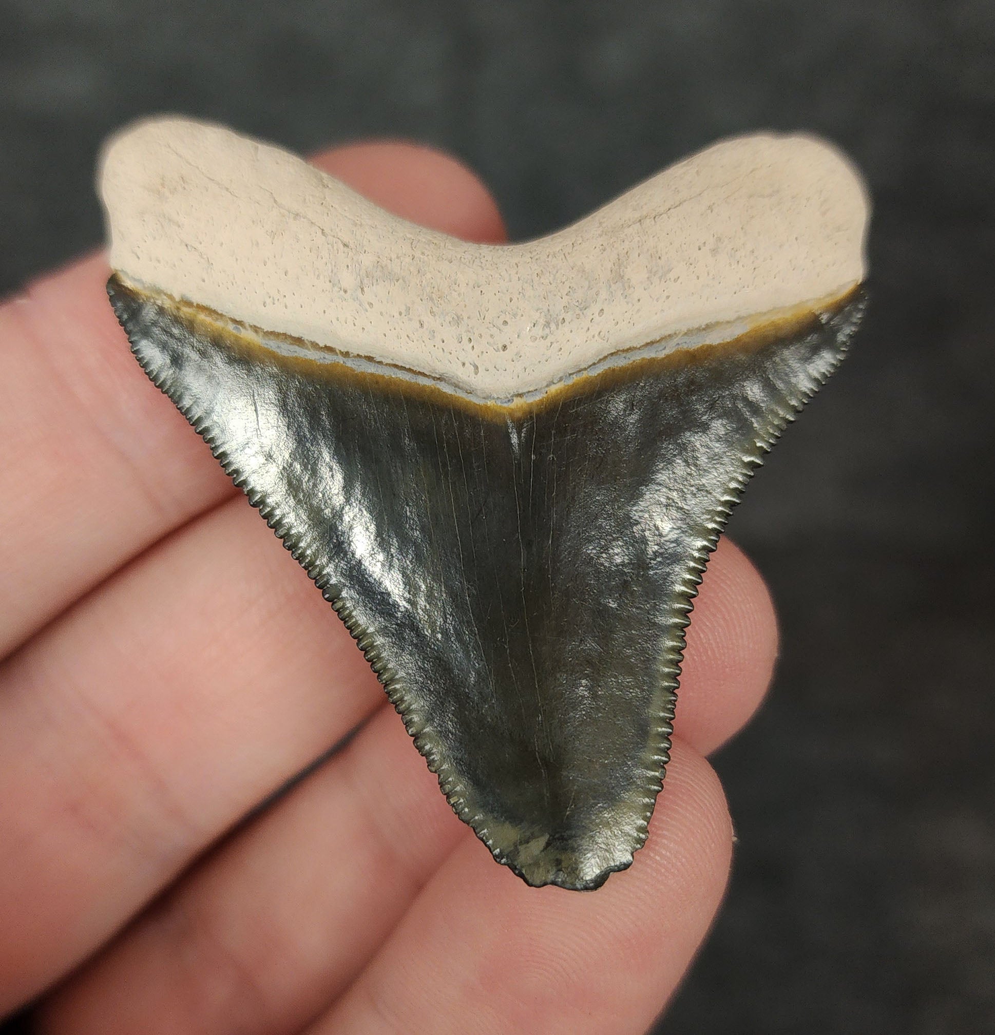 Back view of 1.99-inch Megalodon tooth fossil, highlighting the root structure and enamel preservation.