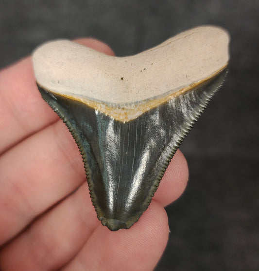 Front view of 1.99-inch authentic Megalodon tooth fossil from Bone Valley, Florida, showcasing natural enamel and robust root.