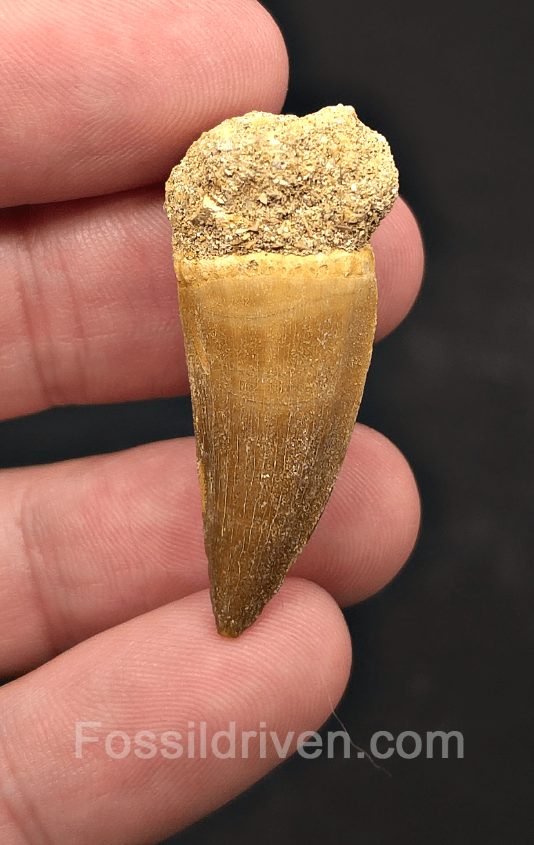 1.09" Fossil Mosasaur Tooth - Morocco - Fossil Driven
