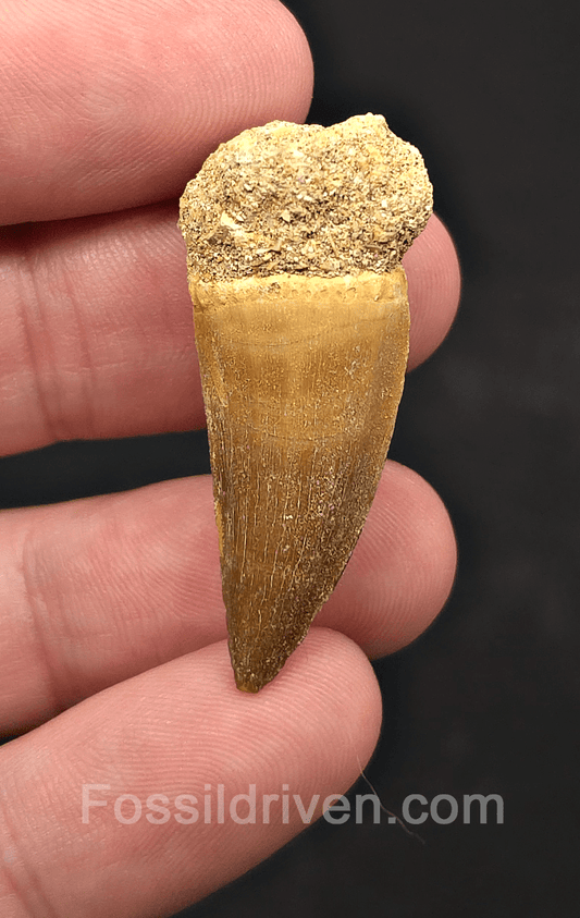 1.09" Fossil Mosasaur Tooth - Morocco - Fossil Driven
