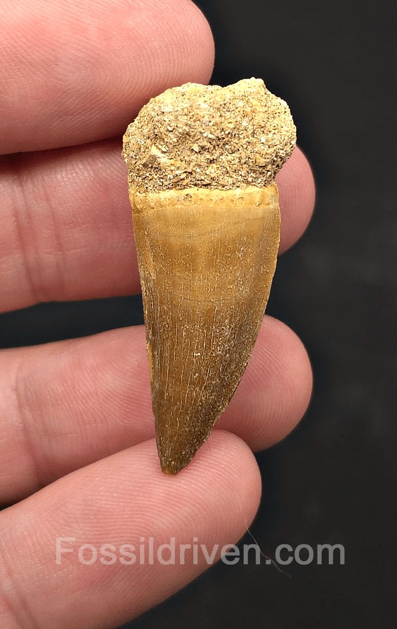 1.09" Fossil Mosasaur Tooth - Morocco - Fossil Driven