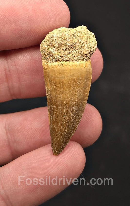 1.09" Fossil Mosasaur Tooth - Morocco - Fossil Driven