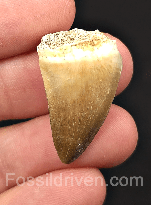 1.10" Fossil Mosasaur Tooth - Morocco - Fossil Driven