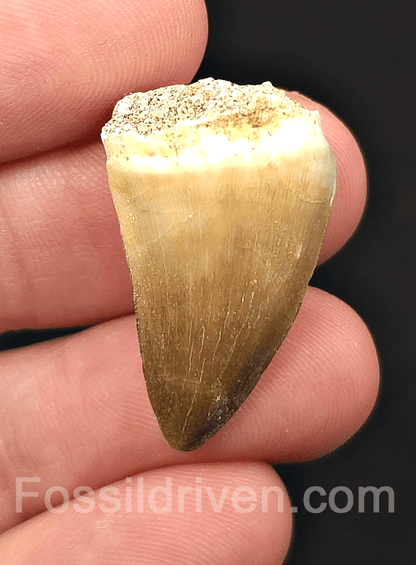 1.10" Fossil Mosasaur Tooth - Morocco - Fossil Driven