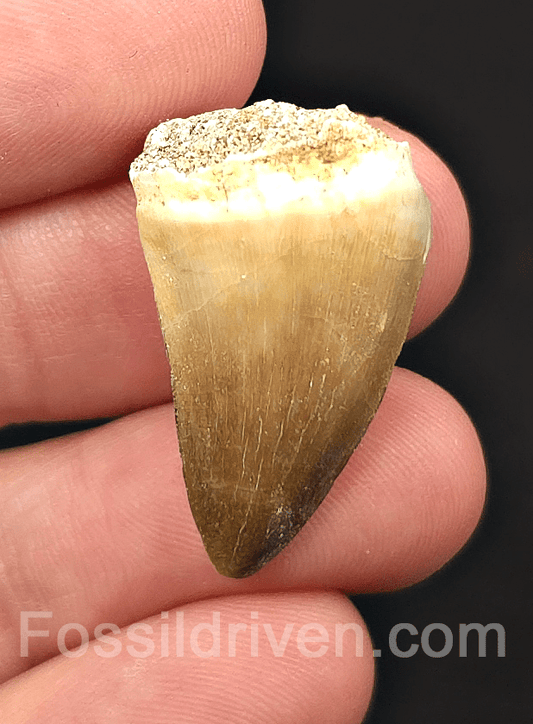 1.10" Fossil Mosasaur Tooth - Morocco - Fossil Driven