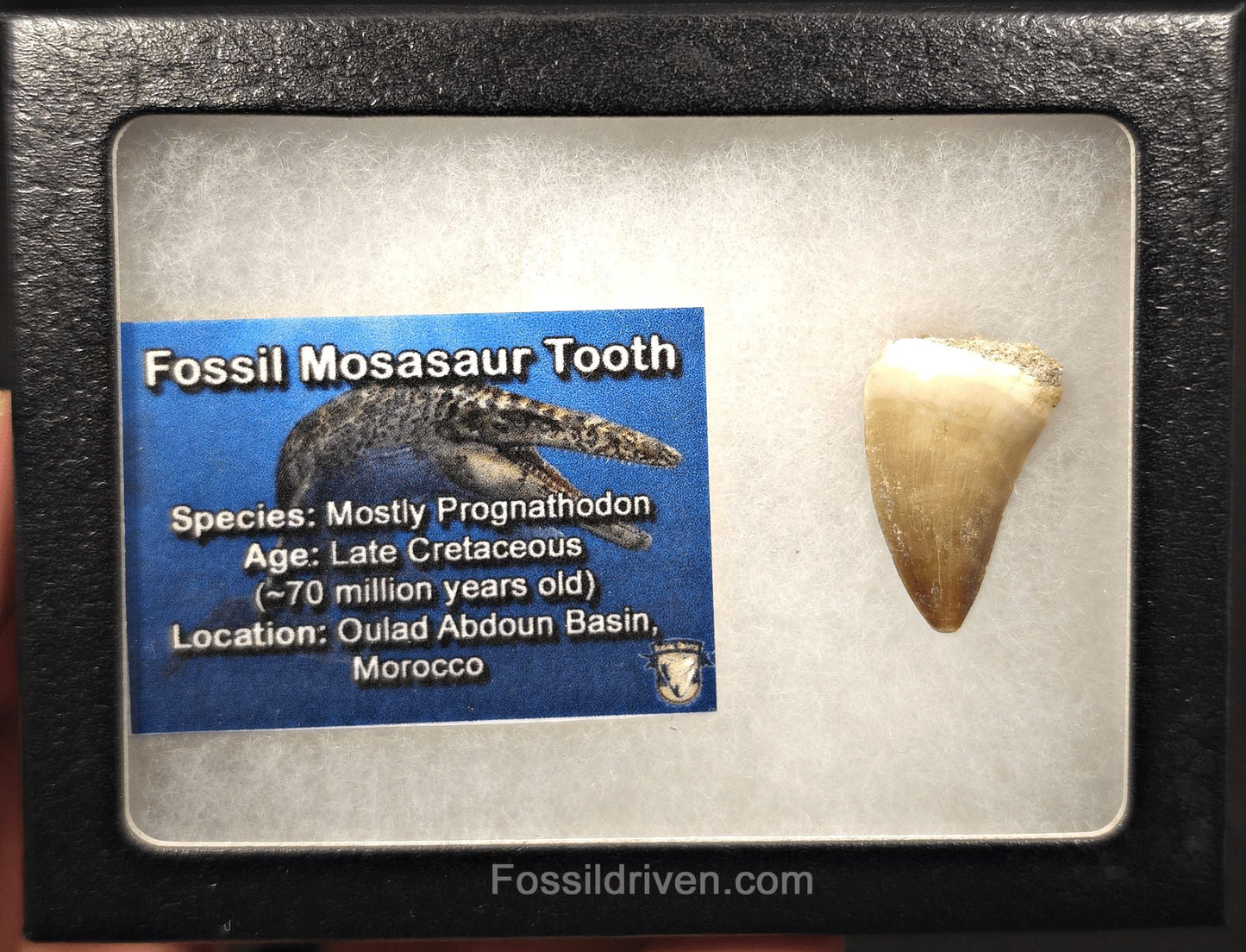 1.10" Fossil Mosasaur Tooth - Morocco - Fossil Driven