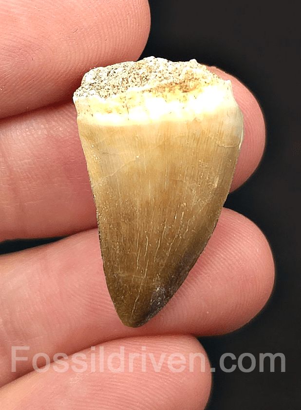 1.10" Fossil Mosasaur Tooth - Morocco - Fossil Driven