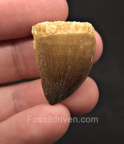 1.14" Fossil Mosasaur Tooth - Morocco - Fossil Driven